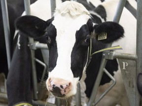 Cows on a dairy farm, in Saint-Henri-de-Taillon, Que., Tuesday, September 25, 2018. A herd of runaway cattle that has evaded capture for months has been wreaking havoc in farmers' fields near a small Quebec town.