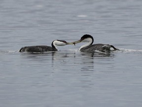 A male western grebe, right, shares a fish with his mate as they float on a wetland near Rutland, N.D., on Saturday, June 22, 2019. The Wild Species 2020 report released Tuesday identifies more than 5,000 species that are extinct or at risk of going extinct in Canada.
