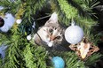 Is your cat meowing up the wrong tree this Christmas? Take heart.