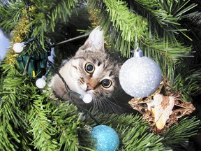 Votre chat miaule-t-il dans le mauvais sapin ce Noël ?  oser.