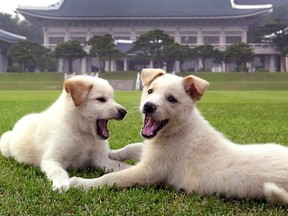 Two North Korean Pungsan puppies, a breed given by the North Korean leader to the South Korean leader at a summit in 2018. (File photo)