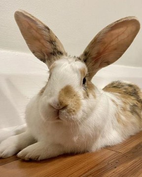 Toronto Humane Society