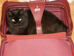 Stowaway cat in a suitcase