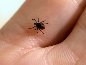 A picture of a tick, whose bite can transmit the Lyme disease.