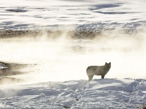 FILE - In this photo released by the National Park Service a wolf from the Wapiti Lake pack is silhouetted by a nearby hot spring in Yellowstone National Park, Wyo., on Jan. 24, 2018. A lawsuit from environmentalists is challenging Montana rules that made it easier to kill wolves in the state, including those that wander out of Yellowstone.