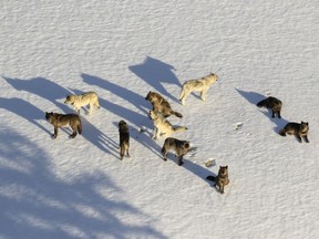 FILE - In this aerial file photo provided by the National Park Service is the Junction Butte wolf pack in Yellowstone National Park, Wyo., on March 21, 2019. A Montana judge has temporarily restricted wolf hunting and trapping near Yellowstone and Glacier National Parks and imposed statewide limits on killing the predators. (National Park Service via AP, File)
