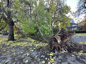 A downed tree is seen on a residential street in Vancouver, B.C., in a Saturday, Nov. 5, 2022, handout photo. Tens of thousands of homes remain in the dark after fierce storms with strong winds toppled trees and brought down power lines throughout southern B.C.
