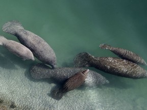 FILE - A group of manatees are pictured in a canal where discharge from a nearby Florida Power & Light plant warms the water in Fort Lauderdale, Fla., on Dec. 28, 2010. Manatees that are dying by the hundreds mainly from pollution-caused starvation in Florida should once again be listed as an endangered species, environmental groups said in a petition Monday, Nov, 21, 2022.