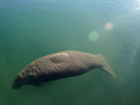 FILE - A manatee floats in the warm water of a Florida Power & Light discharge canal, Jan. 31, 2022, in Fort Lauderdale, Fla. Lettuce will be on the menu again this year for Florida manatees in an effort to slow the starvation deaths of the beloved marine mammals, wildlife officials said Wednesday, Nov. 16.