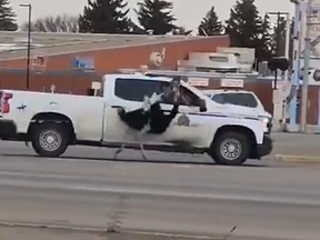 This is cell phone video of the RCMP trying to round up an ostrich that was running wild in the streets of Taber, Alta. on Thursday. The man doing the actual grabbing of the ostrich is their owner. Roughly 20 ostriches escaped their enclosure, and as of press time at least one has been killed in a vehicular collision.