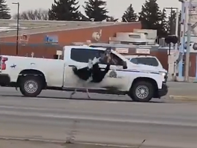 Il s'agit d'une vidéo de téléphone portable de la GRC essayant de rassembler une autruche qui se déchaînait dans les rues de Taber, en Alberta.  jeudi.  L'homme qui attrape l'autruche est son propriétaire.  Environ 20 autruches se sont échappées de leur enclos et, au moment de mettre sous presse, au moins une a été tuée dans une collision avec un véhicule.