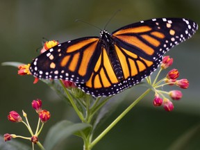 A monarch butterfly is seen in the Insectarium in Montreal, on Wednesday, November 9, 2022. A new report assessing the status of wild species in Canada says more than 2,200 plants, animals, fish and other wildlife found in Canada are at risk of dying out.THE CANADIAN PRESS/Paul Chiasson