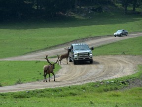Cars drive among the elk at Omega animal park in Montebello, Que., on July 13, 2016.