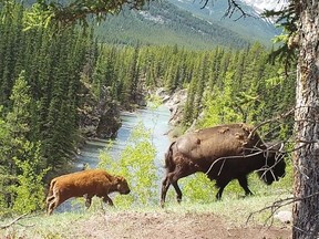 Plains bison are shown in Banff National Park in a handout photo taken by a Parks Canada remote camera. Officials are trying to determine what's next for the herd after a draft report shows its reintroduction in the park's backcountry has been successful.