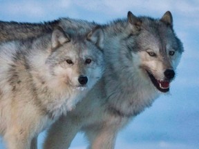 A female wolf, left, and male wolf roam the tundra near The Meadowbank Gold Mine located in the Nunavut Territory of Canada on Wednesday, March 25, 2009. Russia's military has stolen animals from the Kherson Zoo, including two wolves, seven raccoons, peacocks, a llama and a donkey.
