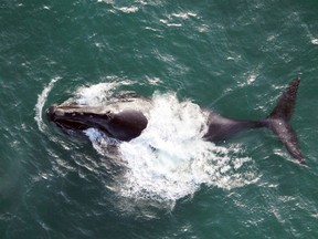 This 2009 photo provided by NOAA Fisheries shows a North Pacific right whale as it surfaces during the Priest Survey in the waters off Alaska.