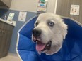 A sheepdog with a dog collar in a vet hospital.
