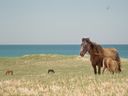 Just a few of the estimated 500 wild horses that live on Sable Island.