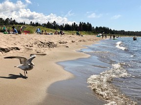 A gull prepares to take flight on a sunny day at the beach in Providence Bay on Manitoulin Island.