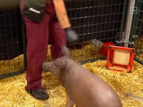 This video grab made from the online Neuralink livestream shows Gertrude the pig implanted with a Neuralink device during a presentation on August 28, 2020.