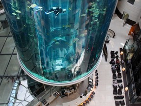 In this file photo taken on May 10, 2011 divers clean the 'AquaDom' a lobby aquarium in the Radisson Blu hotel in central Berlin.
