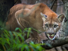 A mountain lion is seen in this image. A mountain lion known as P-22 was tranquilized by wildlife officers, who found him in a residential neighbourhood in the Los Feliz area, south of Griffith Park.