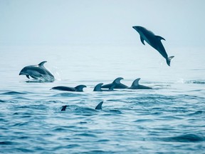 Pacific white sided dolphins swim the waters of Queen Charlotte Strait, along the northeast coast of Vancouver Island in British Columbia in this August 2018 handout image.