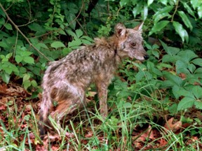 A coyote runs into the woods after crossing a road near a residential neighborhood, in West Falmouth, Mass., on Cape Cod, Monday, July 15, 1996. The town of Nahant, Mass., has contracted with the federal government to kill coyotes that locals say have killed pets and become a dangerous nuisance. Town officials voted on Dec. 7, 2022, to enter into an agreement with U.S. Department of Agriculture Wildlife Services to kill the coyotes using rifles.