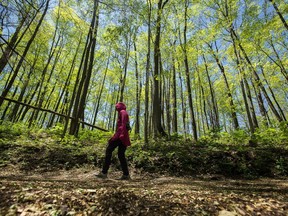 A hiker passes through along a trail amidst a grove of poplar trees at the Rouge Urban National Park, in Toronto, Tuesday, June 15, 2021. The federal environment minister is warning that Ottawa will not provide disaster compensation where a province deliberately allows housing to be built in areas prone to flooding.