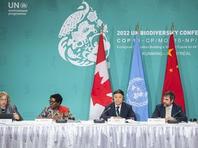 From left, Inger Andersen, Executive Director, UN Environment Programme, Elizabeth Maruma Mrema, Executive Secretary, UN Convention on Biological Diversity, Huang Runqiu, President, COP15 and Minister of Ecology and Environment of China and Steven Guilbeault, Minister of Environment and Climate Change, Canada, attend the opening news conference of COP15 the UN Biodiversity Conference in Montreal, Tuesday, Dec. 6, 2022.