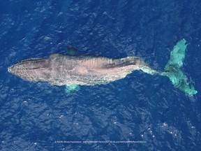 A humpback whale with a severe spinal injury uses nothing but its pectoral fins to swim across the Pacific Ocean in this aerial handout photo from Dec. 1, 2022. A humpback whale with a severe spinal injury used nothing but its pectoral fins to swim 4,800 kilometres between British Columbia and Hawaii, in what a researcher says is a heartbreaking example of a ship strike.