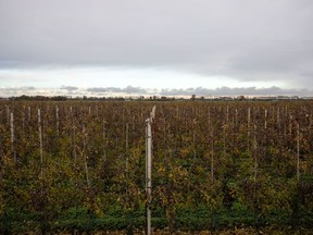 Apple, pear and plum orchards dot the land in Maasdriel.
