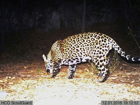 FILE - This image taken from video provided by Fort Huachuca shows a wild jaguar on Dec. 1, 2016, in southern Arizona. An environmental group on Monday, Dec. 12, 2022, petitioned the U.S. Fish and Wildlife Service to help reintroduce the jaguar to the Southwest, where it once roamed for hundreds of thousands of years before being whittled down to just one of the big cats known to survive in the region. (Fort Huachuca via AP, File)