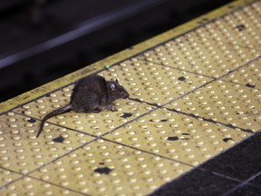 FILE - A rat crosses a Times Square subway platform in New York on Jan. 27, 2015. New York City Mayor Eric Adams' administration posted a job listing this week seeking someone to lead the city's long-running battle against rats. The official job title is "director of rodent mitigation," though it was promptly dubbed the rat czar. Salary range is $120,000 to $170,000.