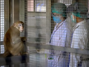 A laboratory monkey interactes with employees in the breeding centre for longtail macaques at the National Primate Research Center of Thailand in 2020.