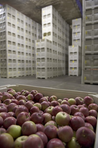 What's in Season? Apples - Canadian Food Focus