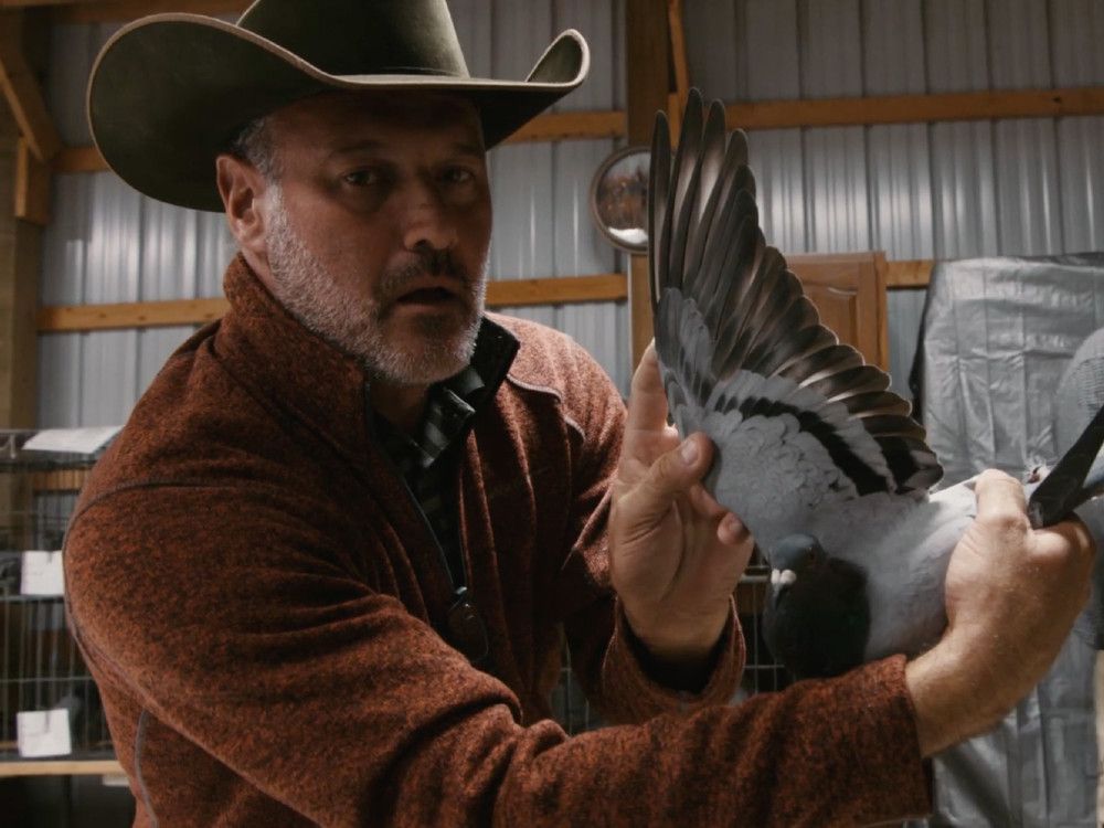 Film review: Million Dollar Pigeons