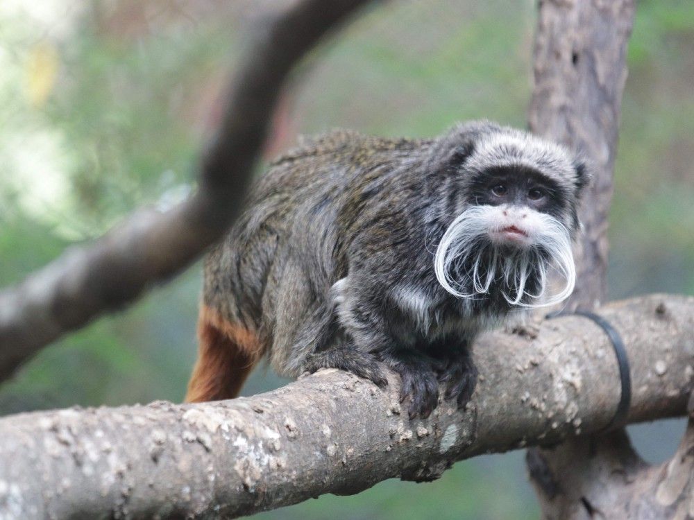 Monkey business: Two more animals missing as mystery surrounds Dallas Zoo