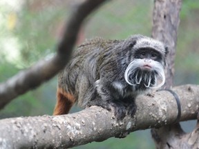 This undated image courtesy of the Dallas Zoo, shows an emperor tamarin monkey in its enclosure at the zoo in Texas. Two emperor tamarin monkeys have gone missing at the Dallas Zoo, the latest in a string of bizarre animal incidents to rock the facility.