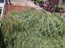 Police photo of plants seized from illegal grow housing about 700 plants. / PHOTO BY ZIMBABWE REPUBLIC POLICE, TWITTER