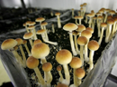 Emails to Health Canada note that there are currently no health care practitioners east of Montreal who have been granted exemptions to train with psilocybin. PHOTO BY THE CANADIAN PRESS/AP-PETER DEJONG