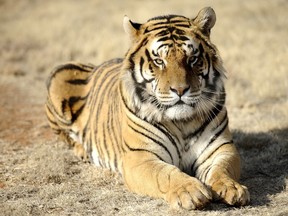 A tiger in South Africa attacked a man and killed a dog after escaping from its enclosure on a private farm near Johannesburg.