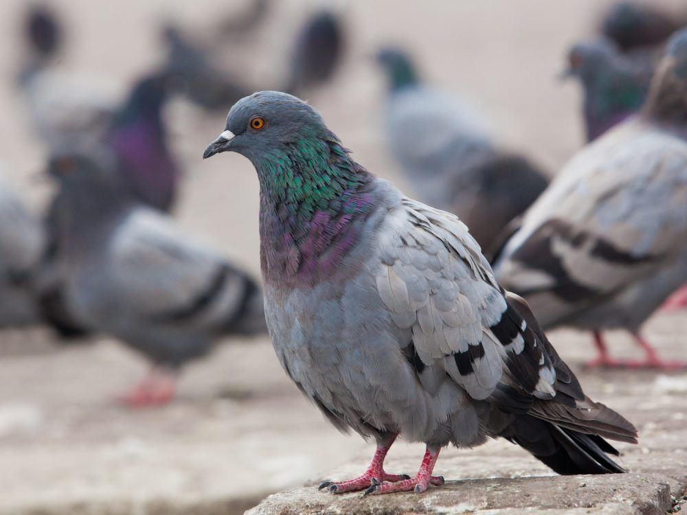 The pigeon was found near one of the institutions’ recreation yards by correctional officers and security intelligence officers during standard patrols of the area. PHOTO BY GETTY IMAGES