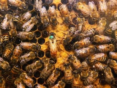 Could the world's first bee vaccine save honeybees?