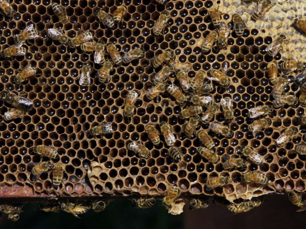 Scientists create edible honey bee vaccine to protect them from deadly  diseases