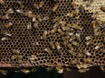 Honeybees cover a honeycomb at Wilson Apiaries in Stirling-Rawdon, Ont. north of Belleville Monday, July 15, 2013.