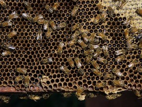 Honeybees cover a honeycomb at Wilson Apiaries in Stirling-Rawdon, Ont. north of Belleville Monday, July 15, 2013.