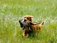 Dog catches prey