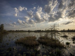 FILE - The sun sets on the lily pads and floating vegetation in the Chesser Prairie inside the Okefenokee National Wildlife Refuge on March 30, 2022, in Folkston, Ga. A company's plan to mine minerals just outside the Okefenokee Swamp and it's federally protected wildlife refuge moved a big step closer Thursday, Jan. 19, 2023, to approval by Georgia regulators, who have spent years evaluating the project that opponents say could permanently harm an ecological treasure.