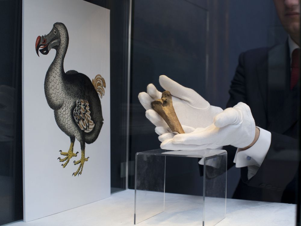 Bring back dodo? Ambitious plan draws investors, critics
